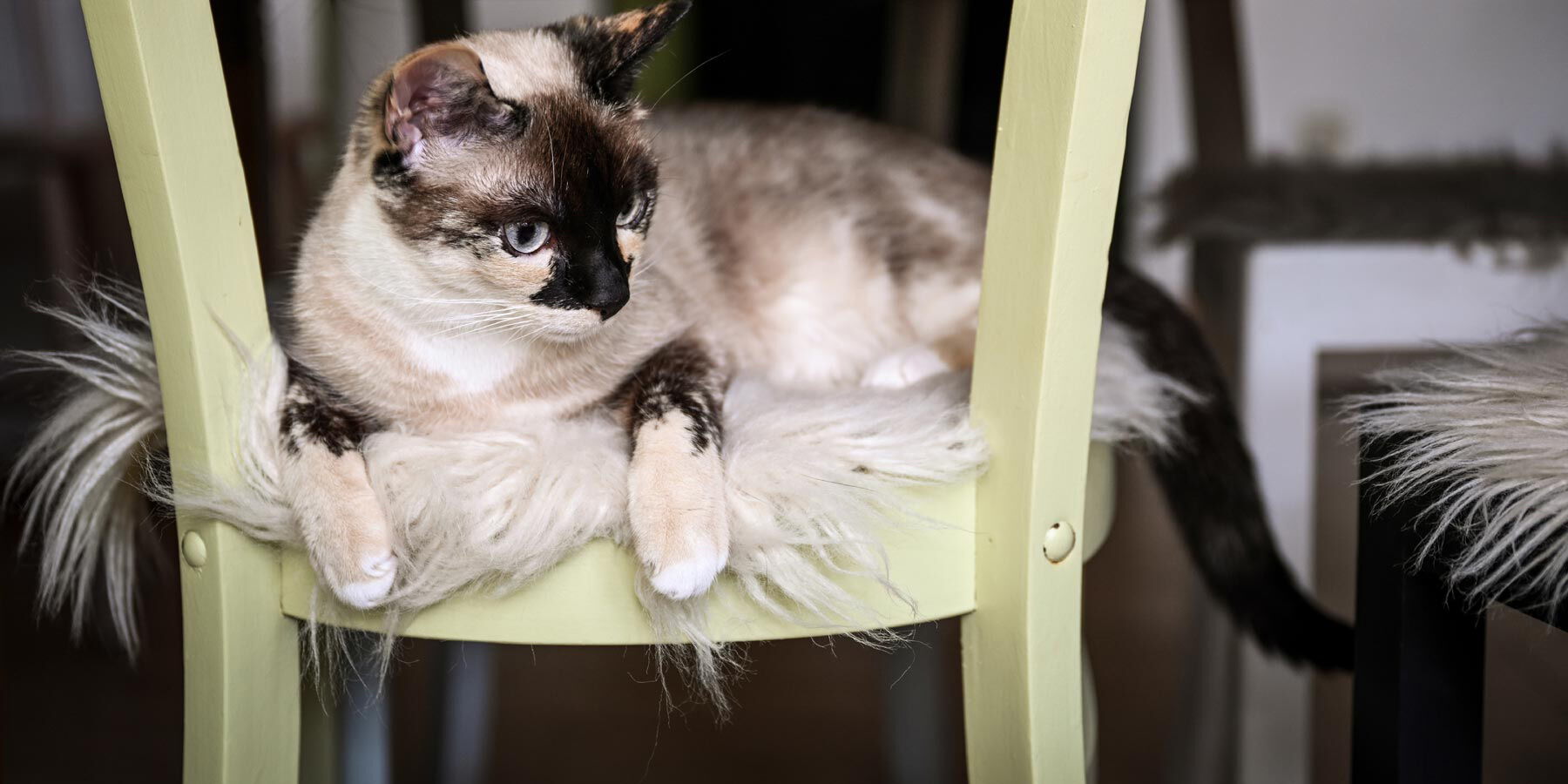 Wartezimmer Cats