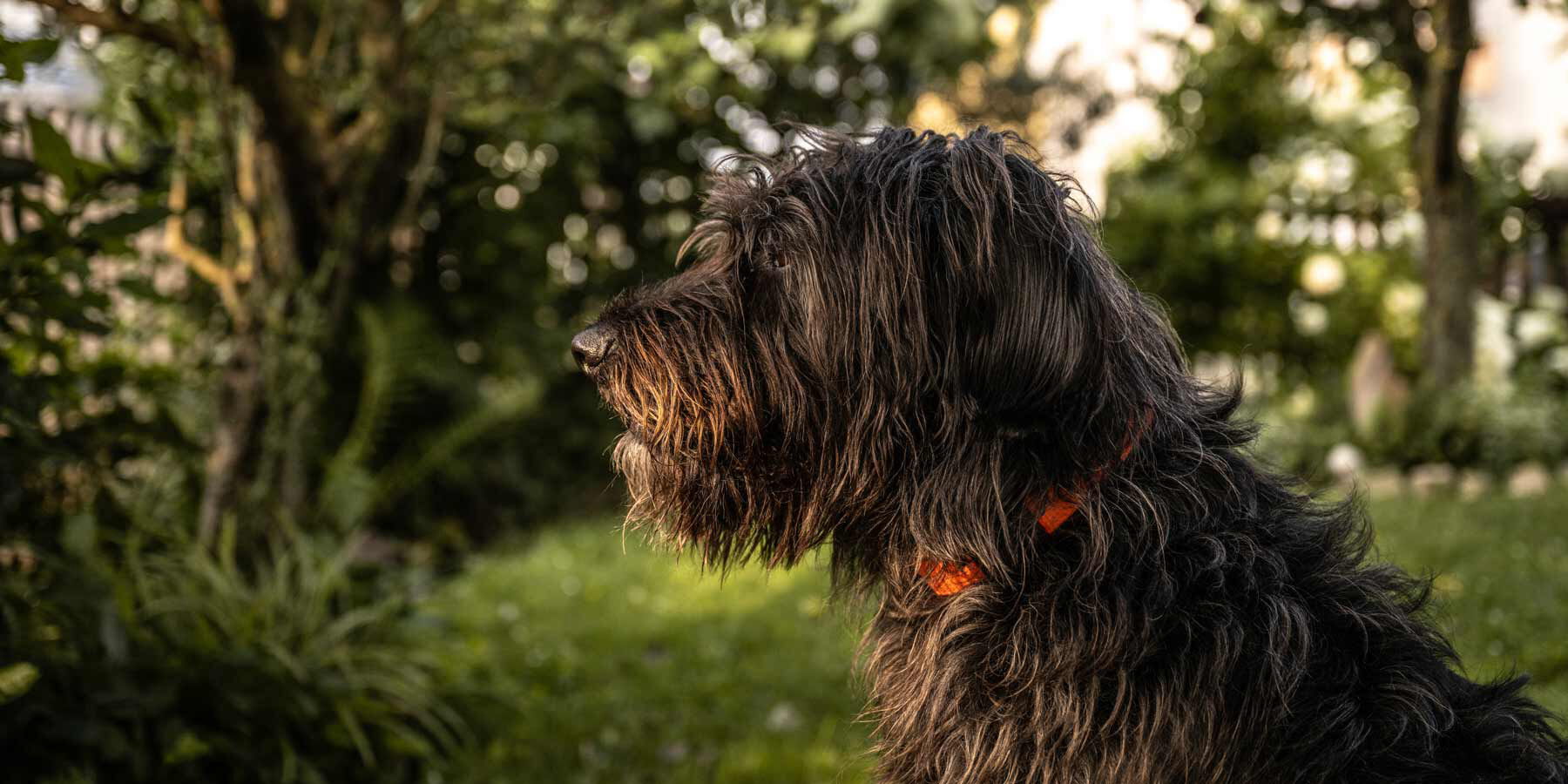 Wartezimmer Dogs