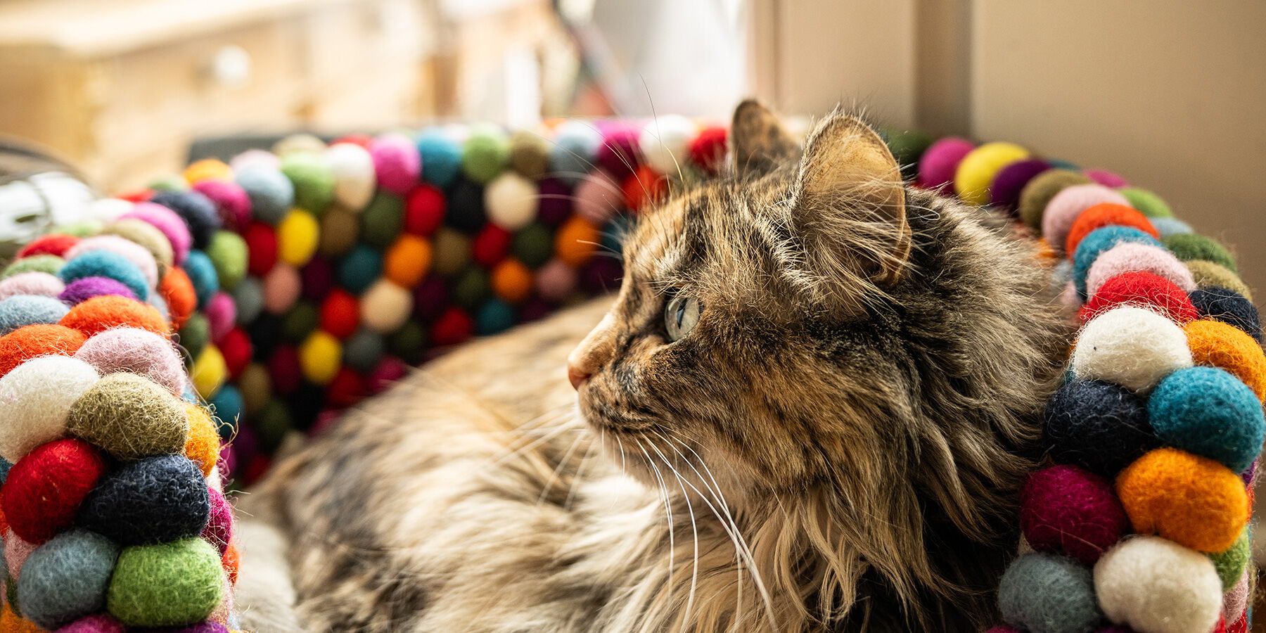 Katze - Grey